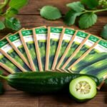 top cucumber seeds 2027 websv
