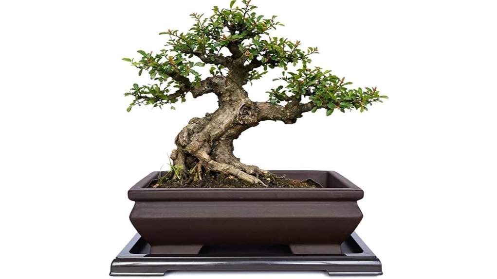 unglazed ceramic bonsai pot
